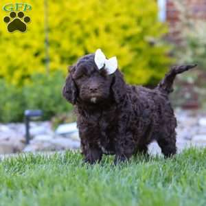 Daisy, Newfypoo Puppy